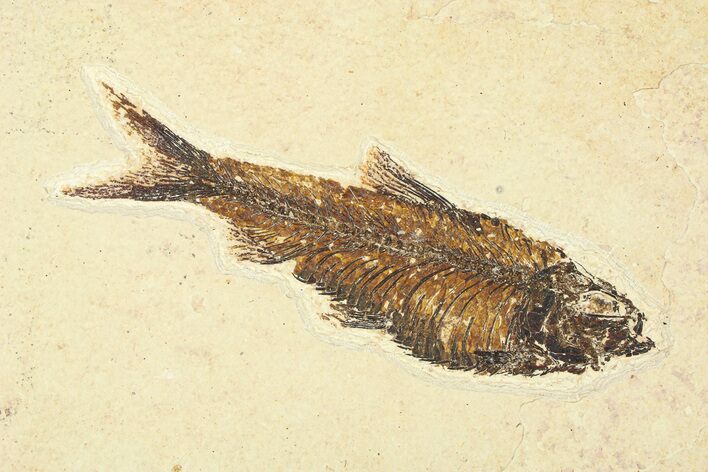 Fossil Fish (Knightia) - Wyoming #295622